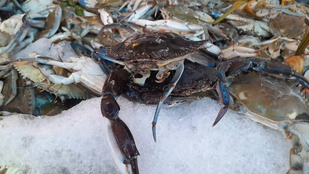 Pescaderías de La Rotonda reportan aumento en ventas este viernes santo