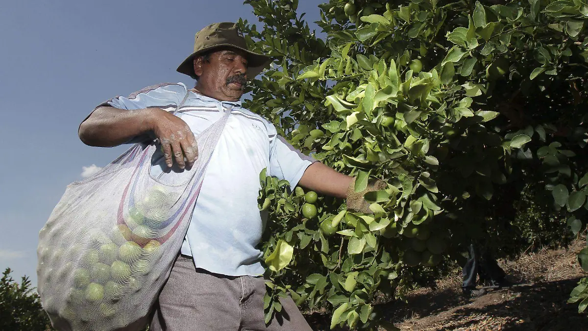 448497_Cultivo limones_web