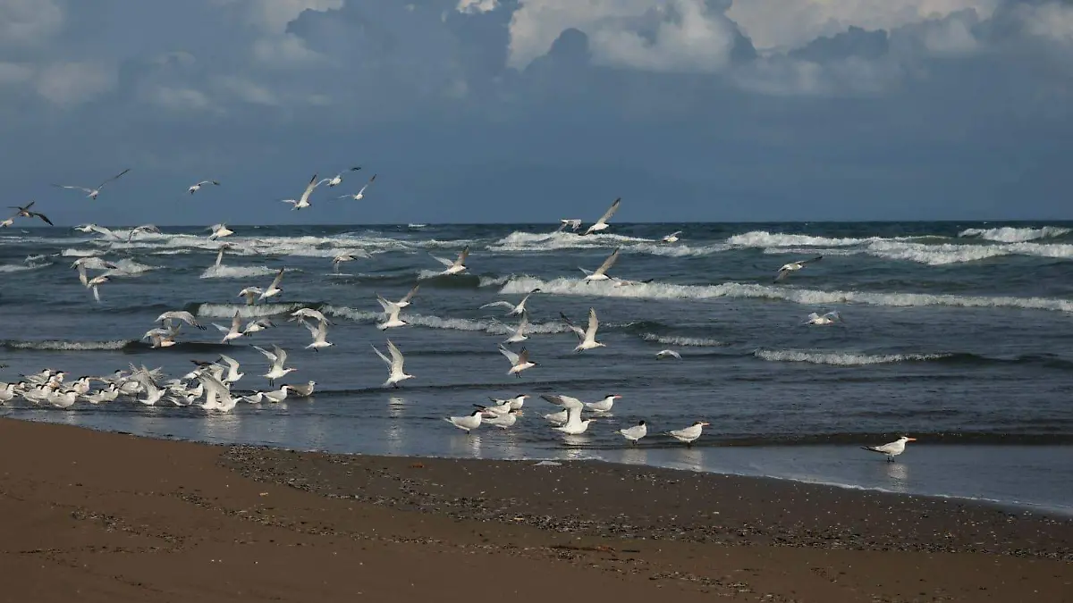 playa