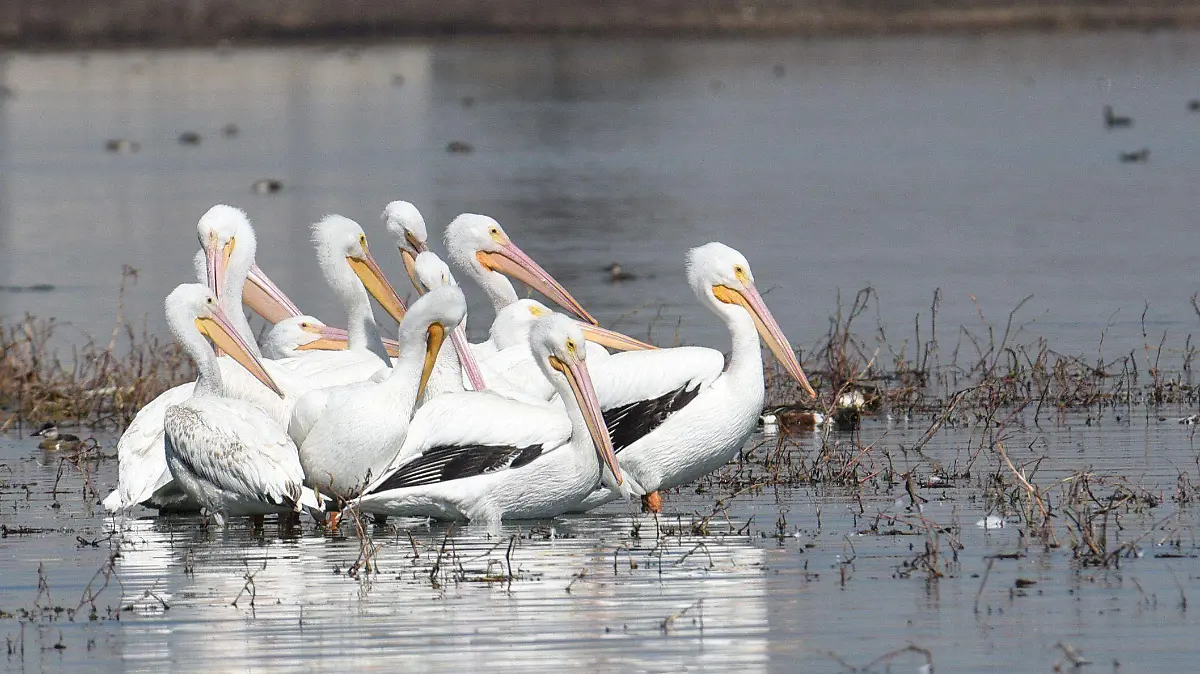 913322_Pelícanos migran bordo Palmillas_impreso