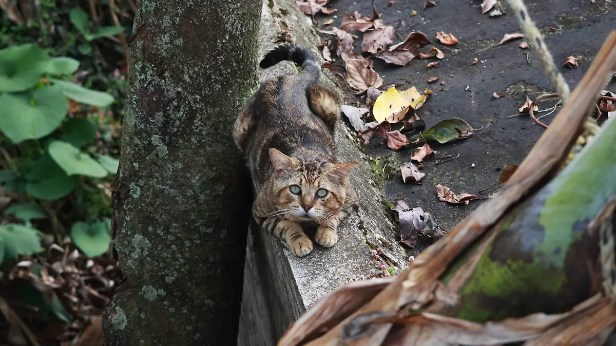 gato