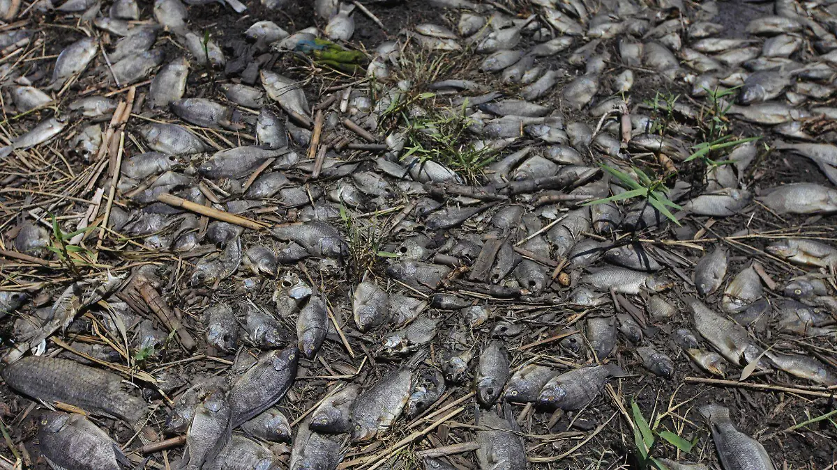 989017_Peces Muertos Río Santiago Jalisco_web