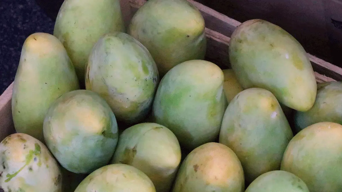 Feria-del-mango-2026-2