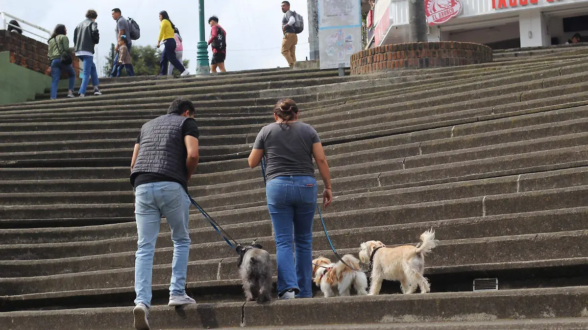 gobierno perros mascotas (69)