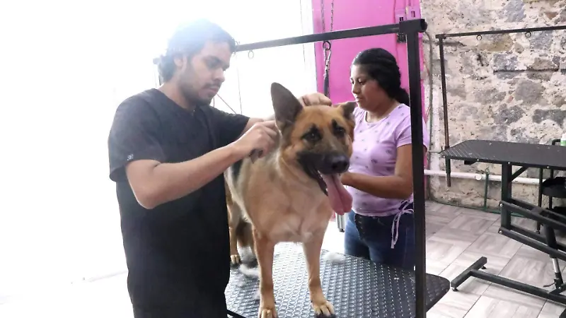 david- estética Canina