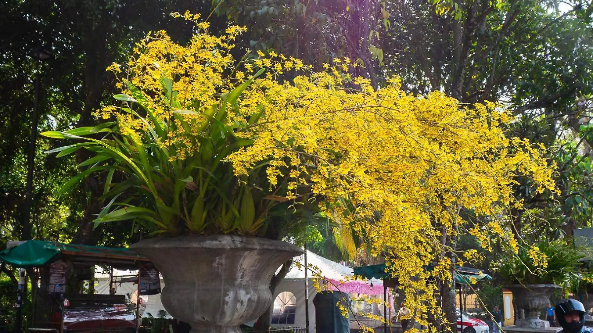 flor de mayo