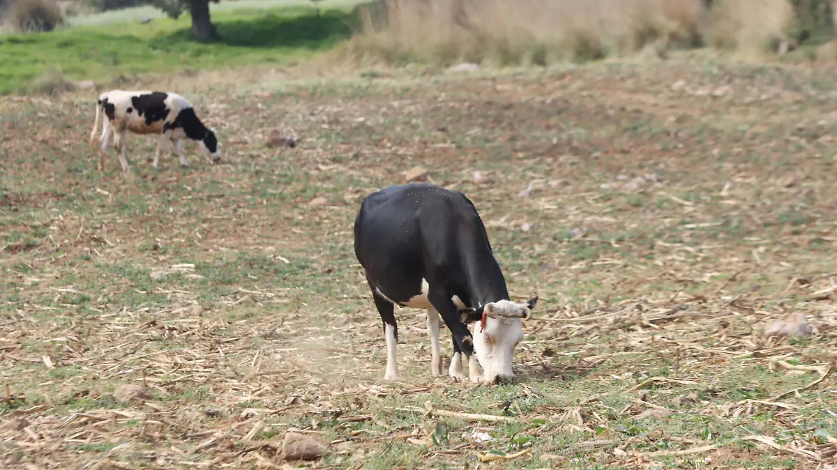 campo (7)