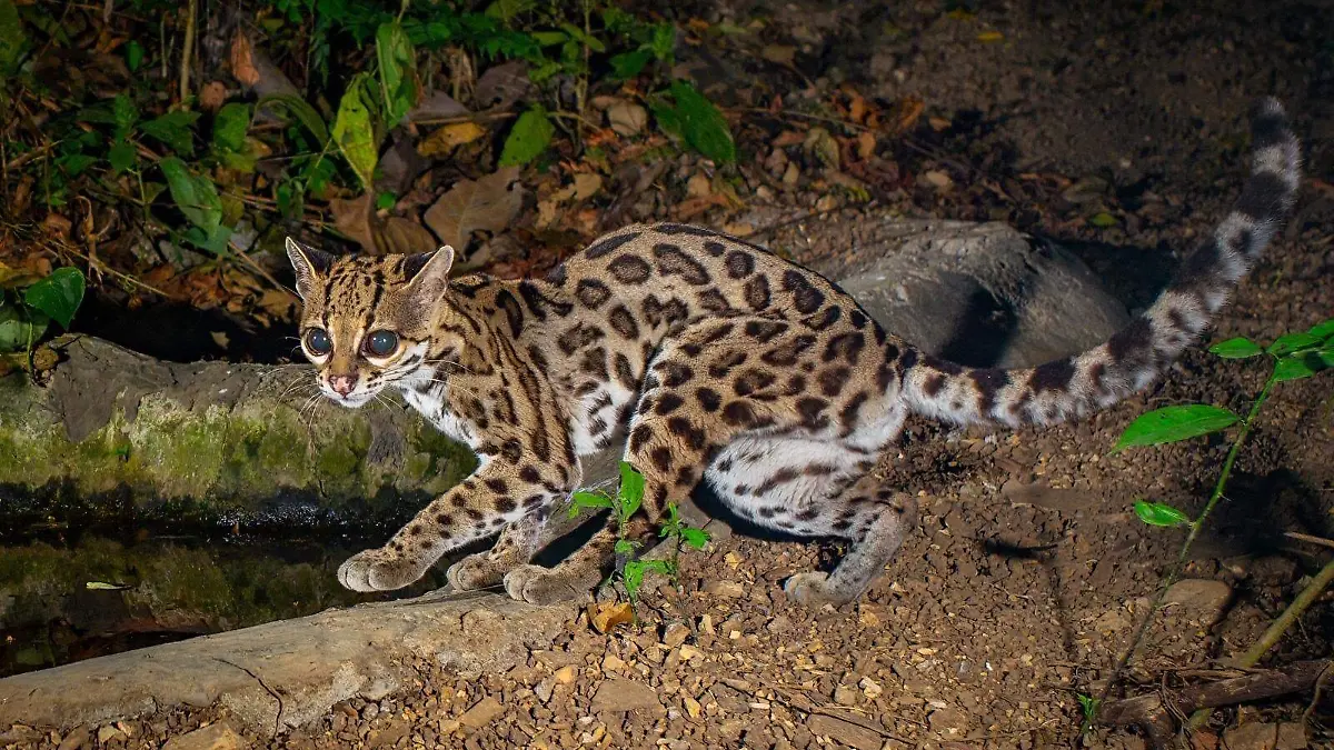 MARGAY