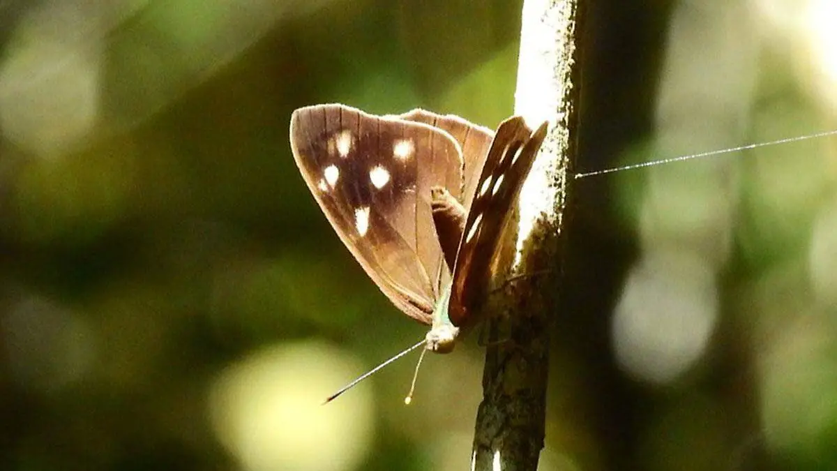 Mariposa