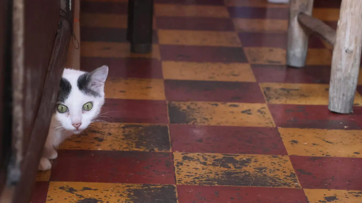 Gatos (18)