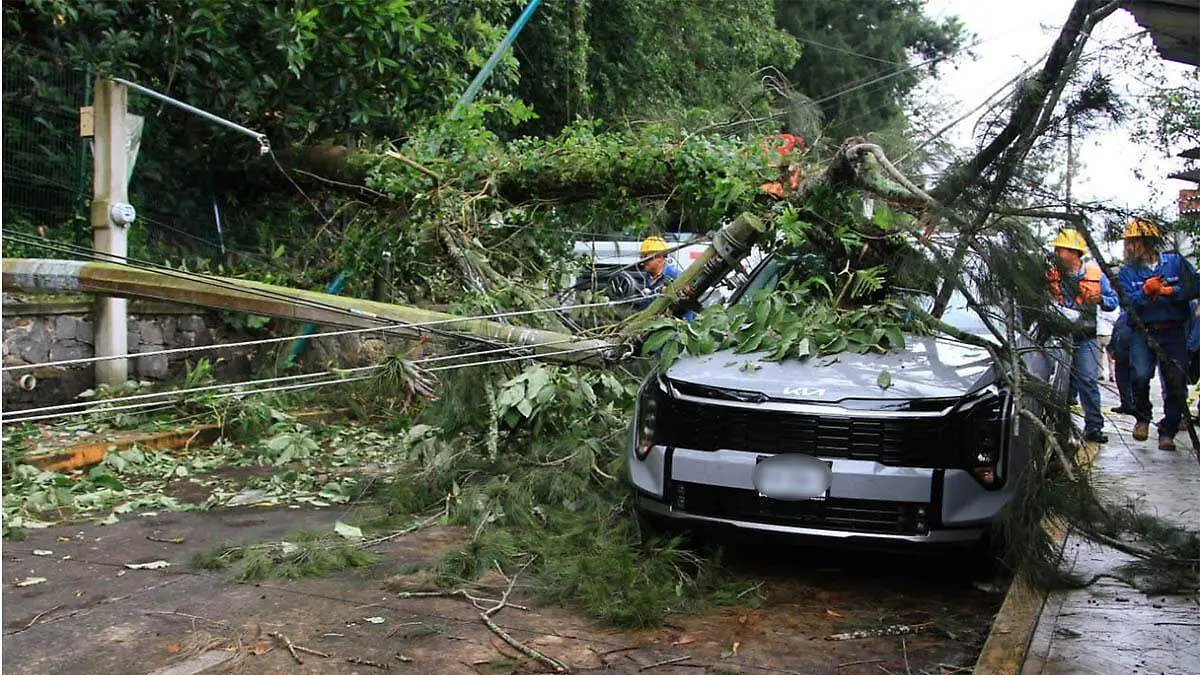 Árbol sobre camioneta lluvias
