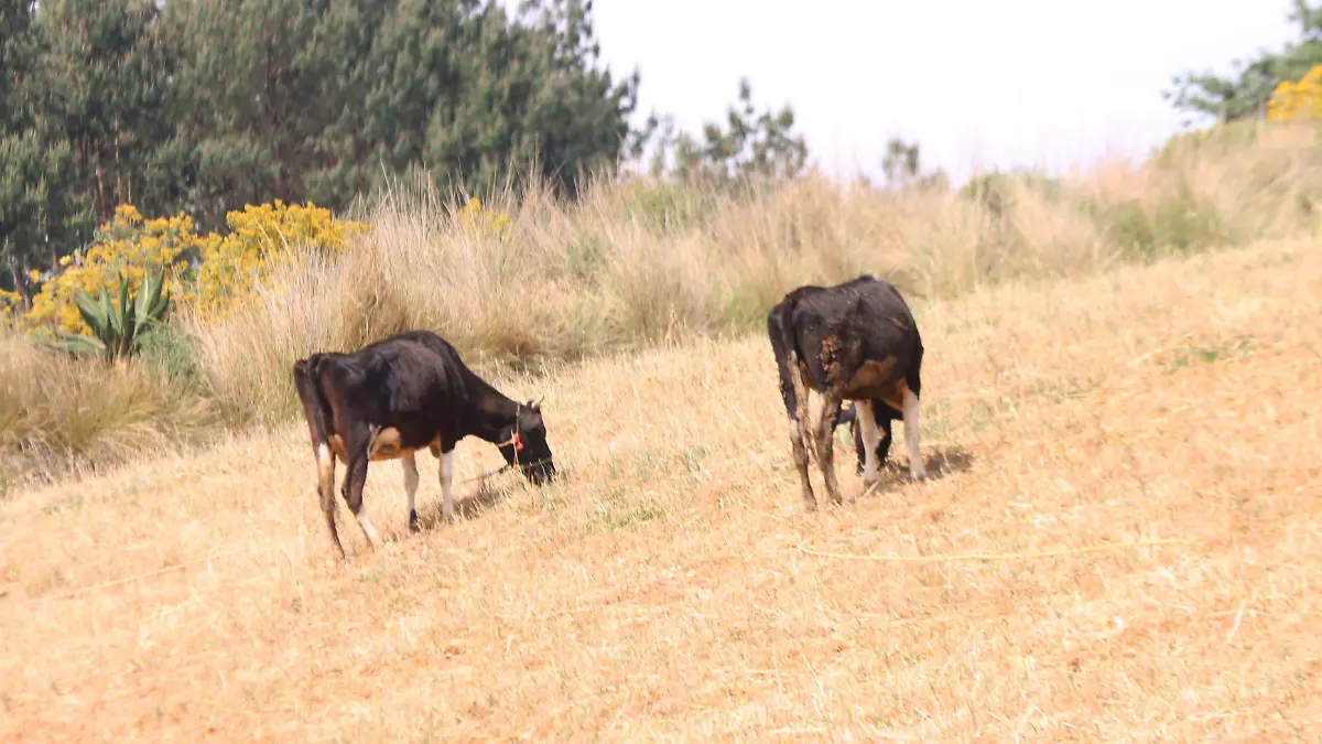 campo (32)