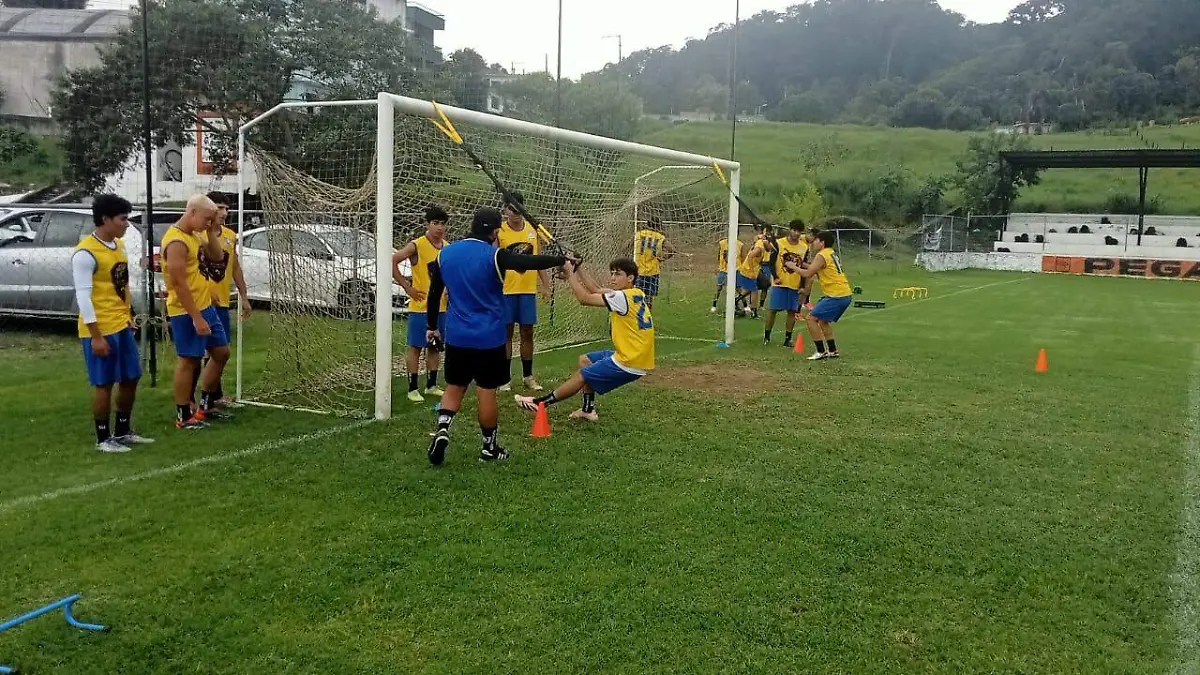 FELINOS 1