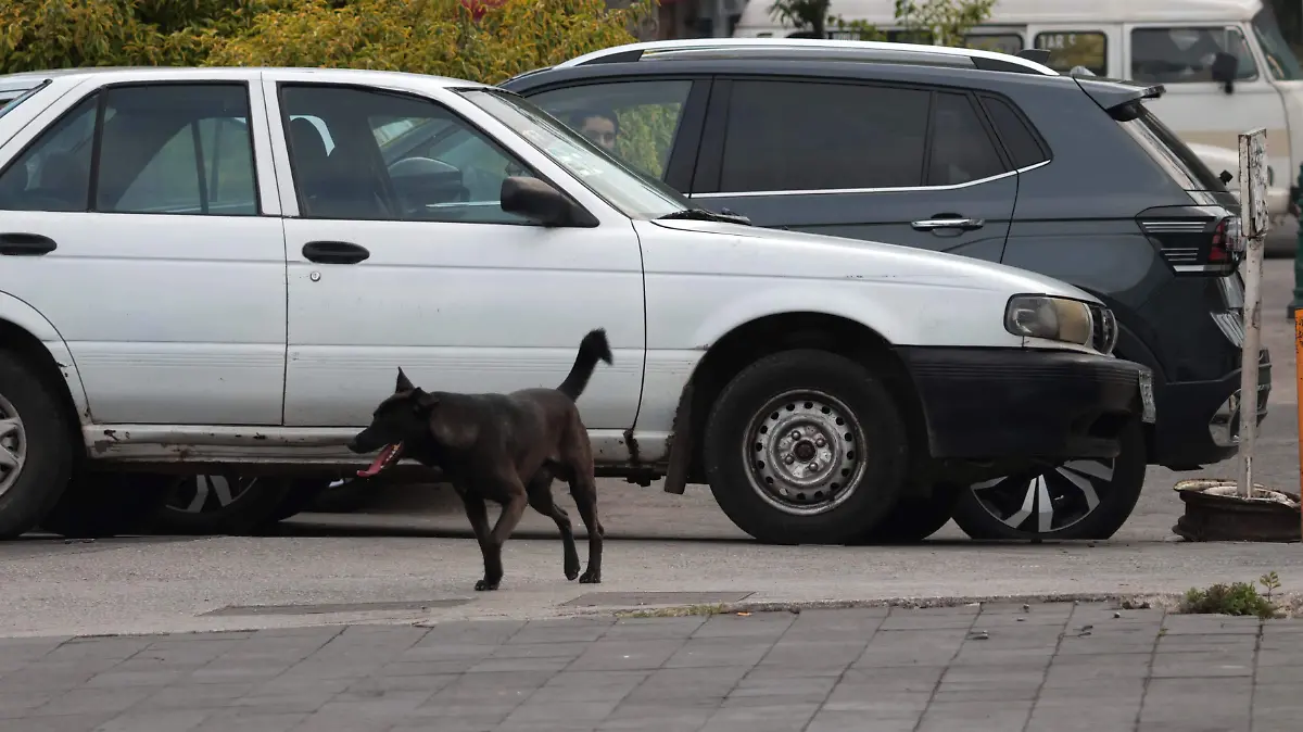 perros (90)