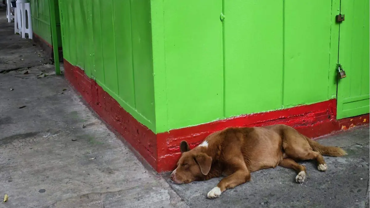 perro 2