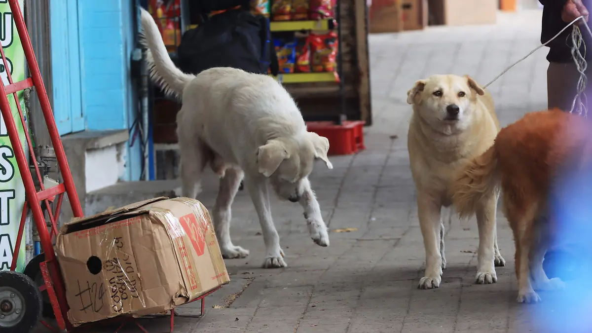 Perros-calle-mascota-ricardo02