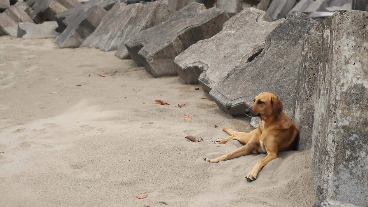 perros (1)