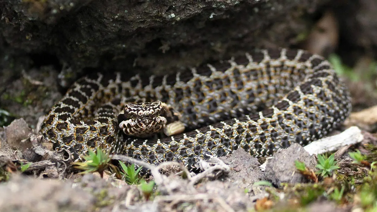 882264_Sierra Chichinautzin Serpiente Cascabel_web