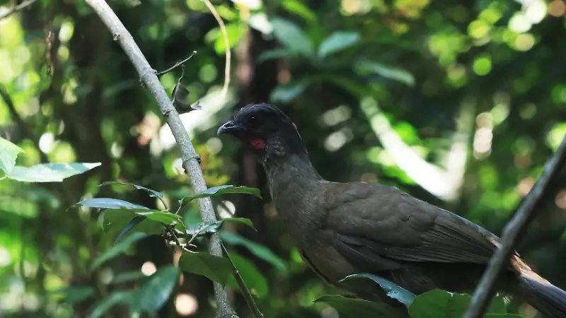 Aves Rapaces