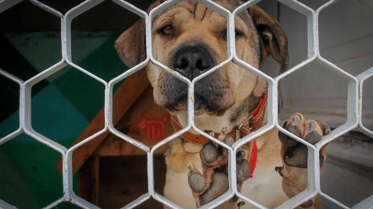 1014198_Centro de Transferencia Canina_web