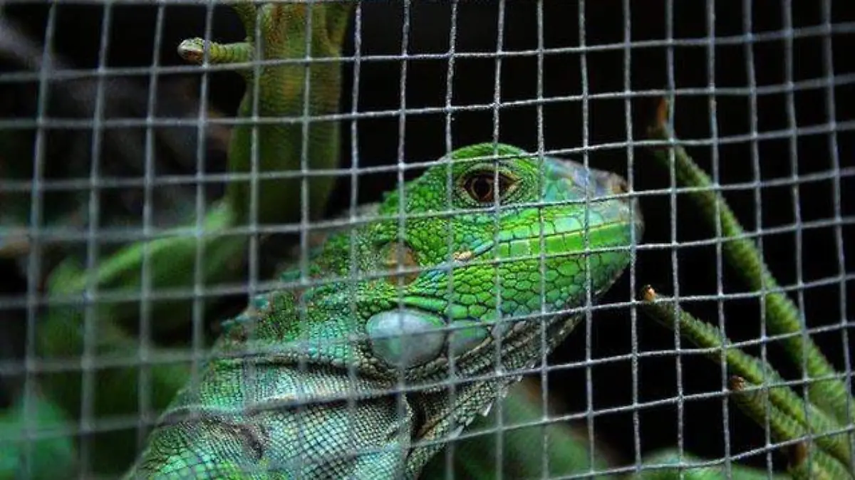 Iguanas (2)