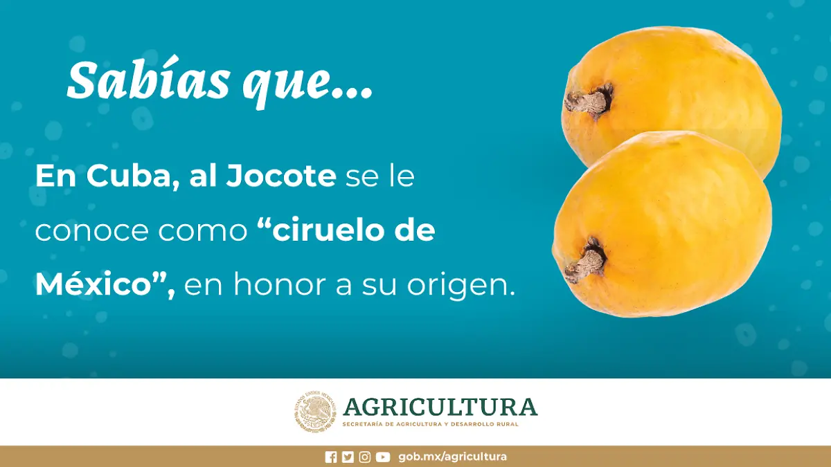 como se le conoce al jocote en cuba