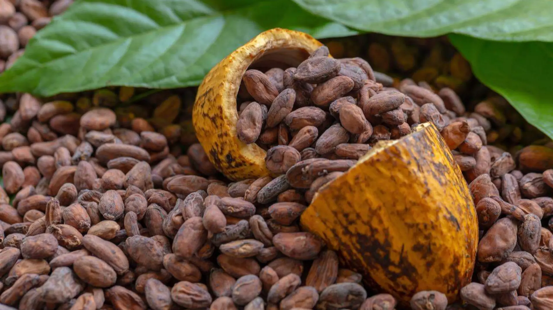 cacao