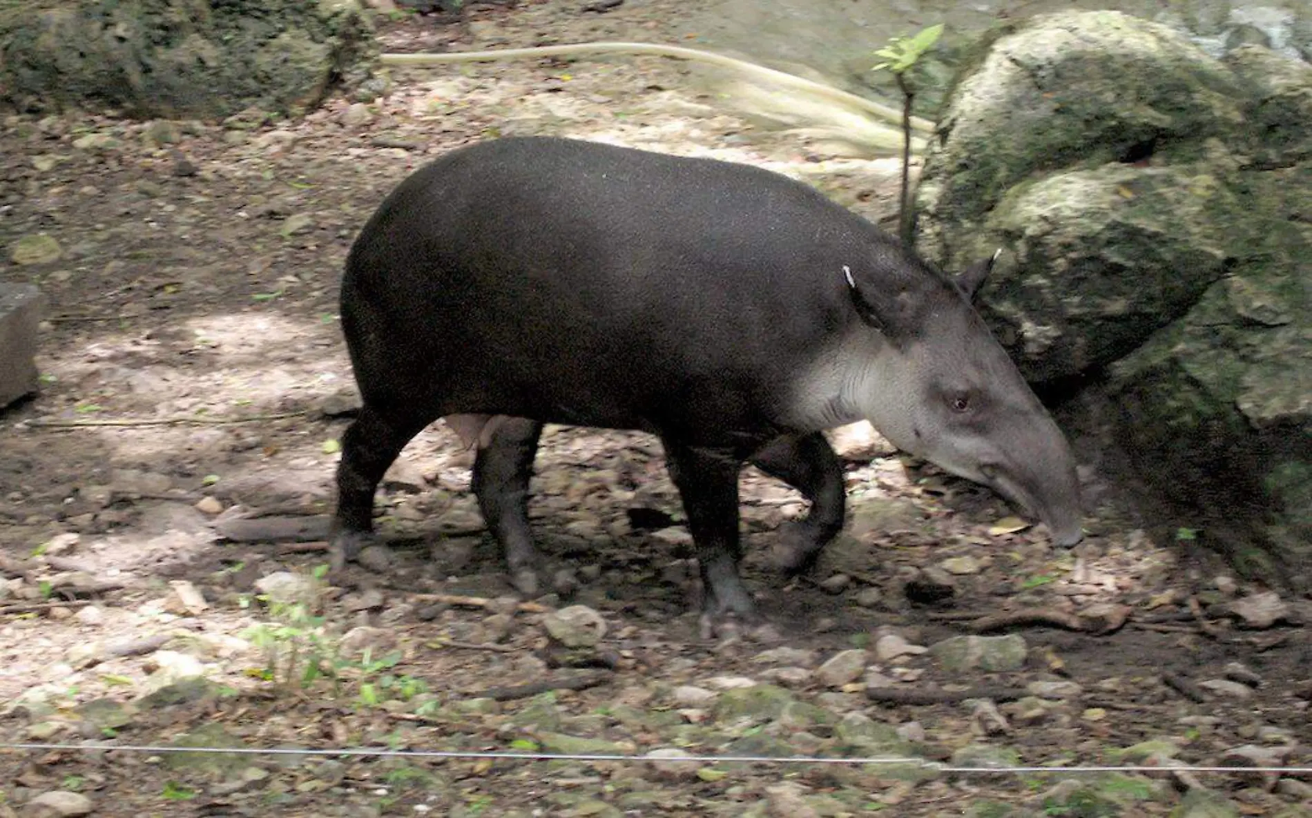 FSIP_CHI_MAZU_CON_tapir3