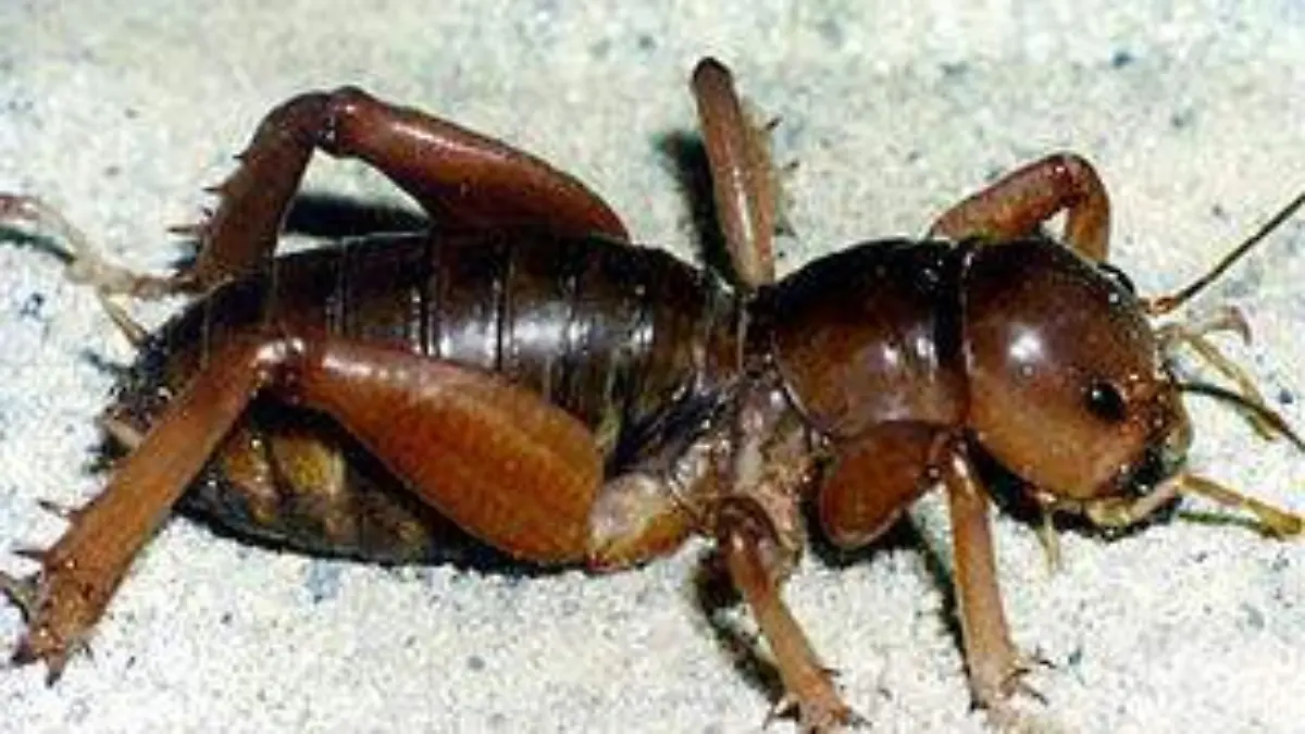 320px-Jerusalem_cricket