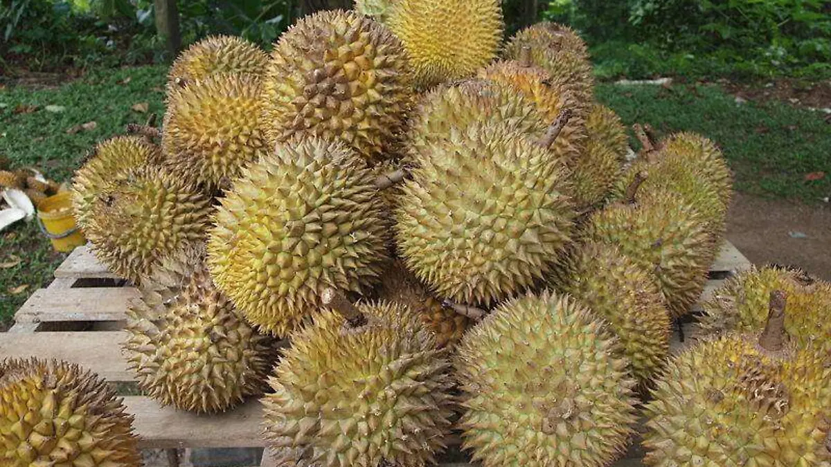 800px-Durian