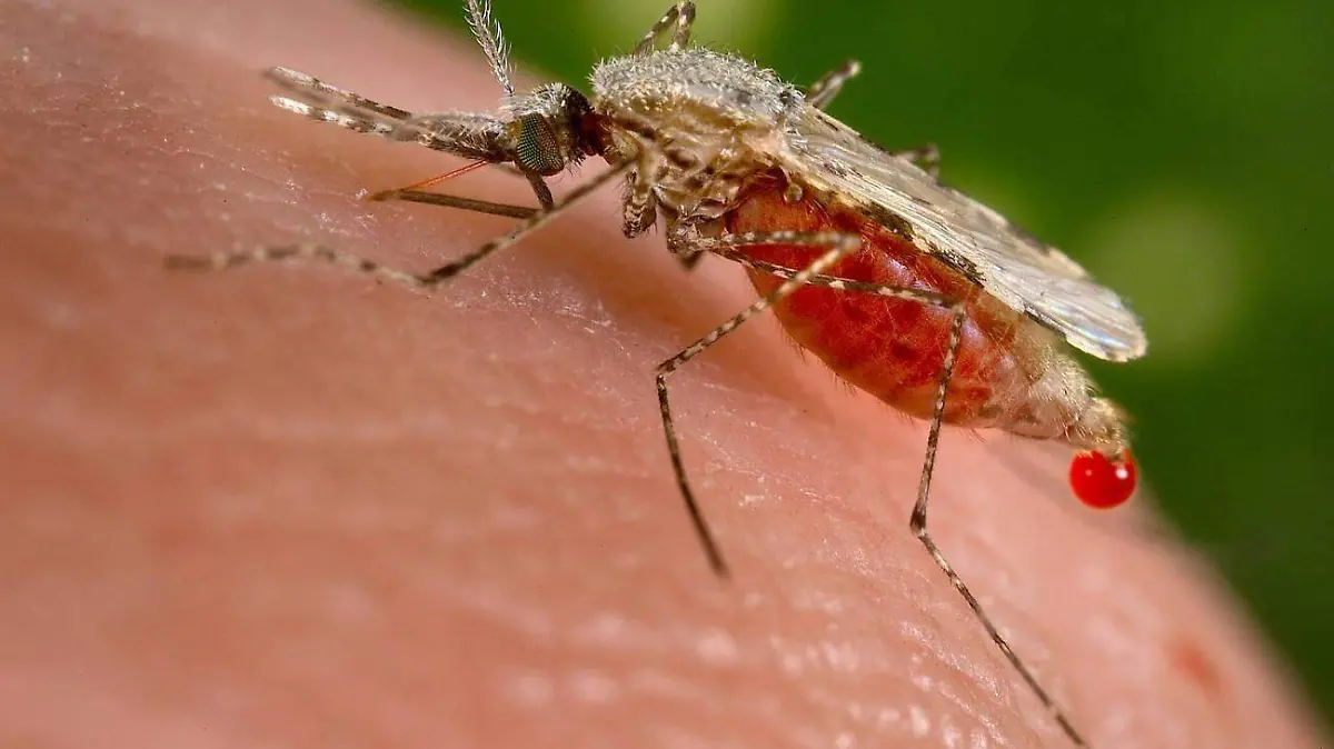 Dengue