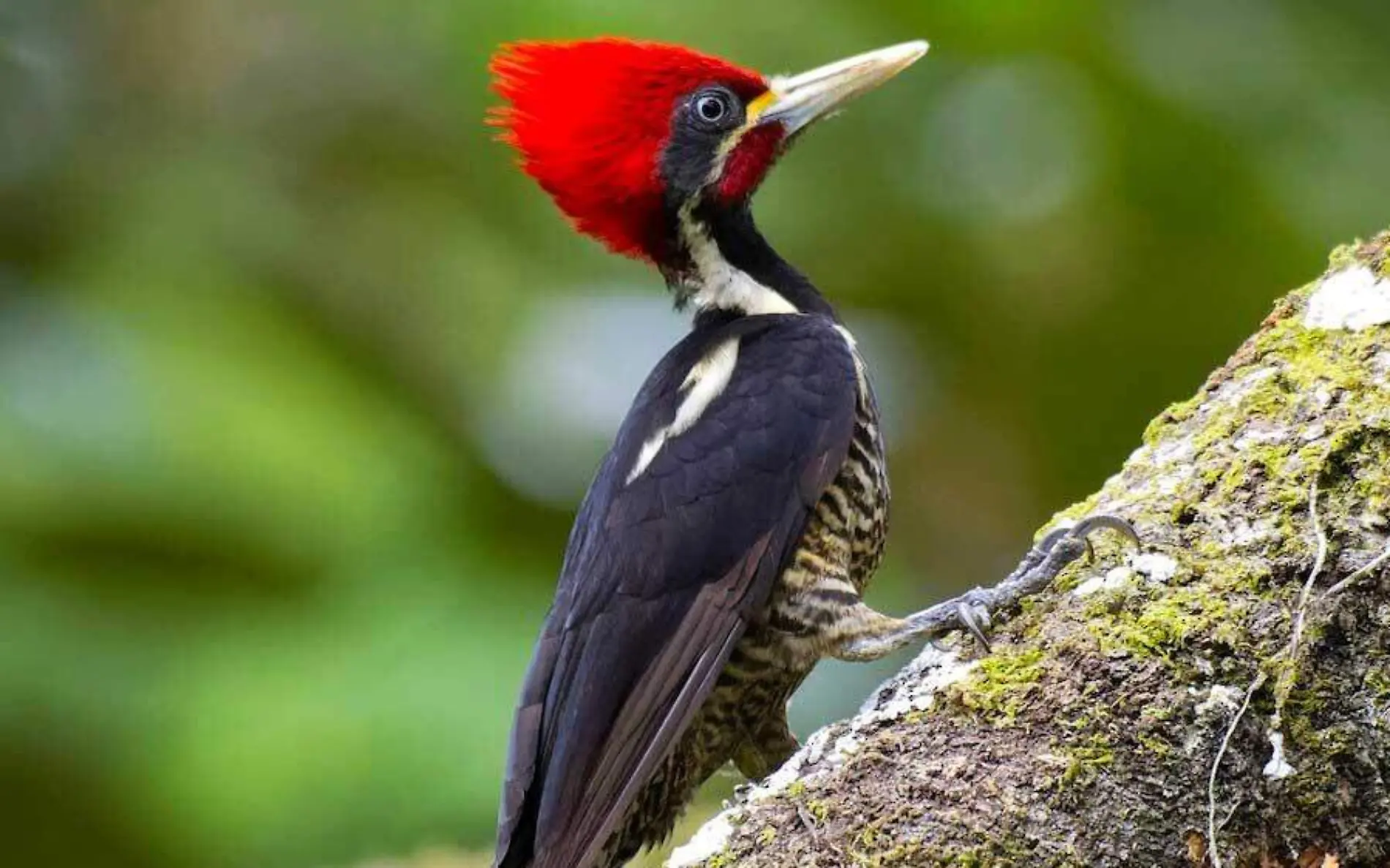 pajaro-carpintero-1