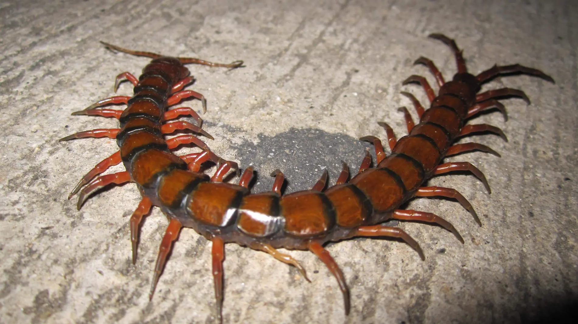 Scolopendra_gigantea