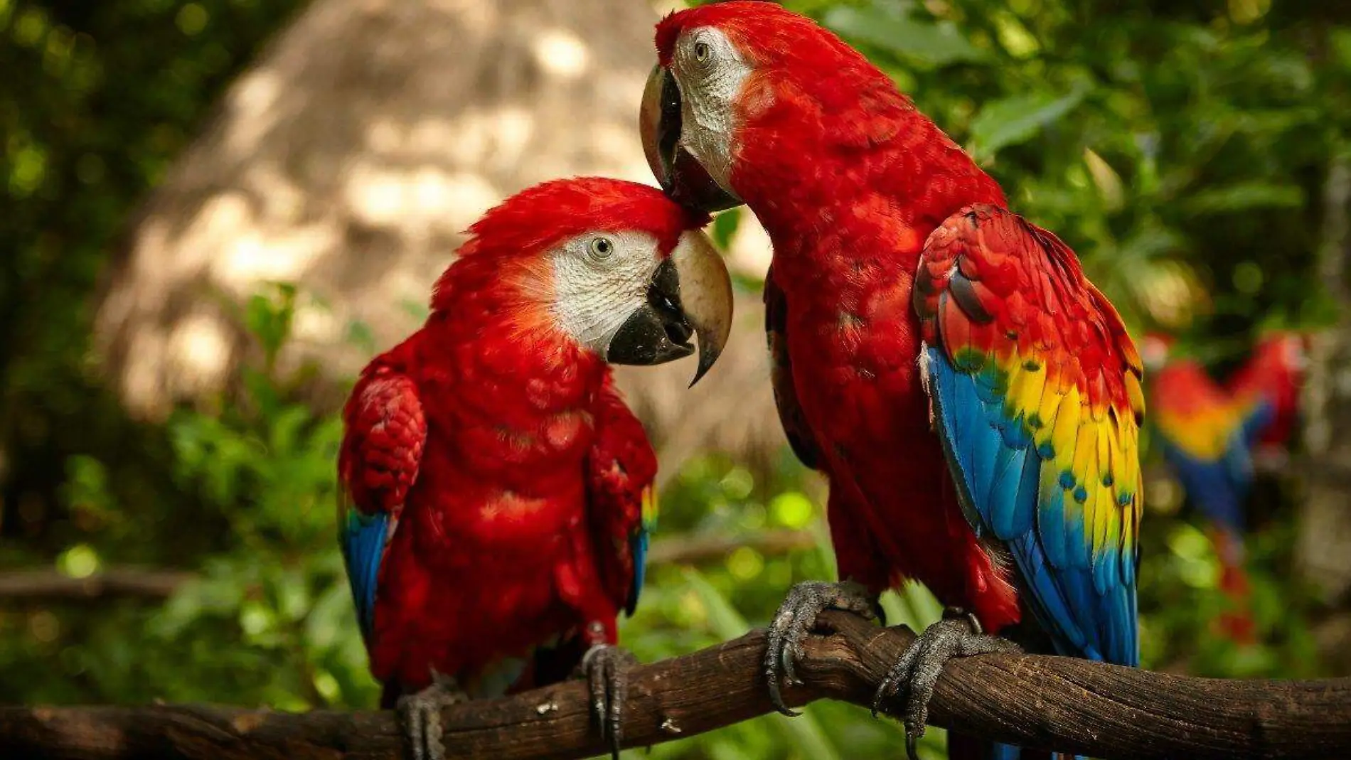 guacamaya-roja-el-ave-que-oestenta-sus-colores-en-america-latina