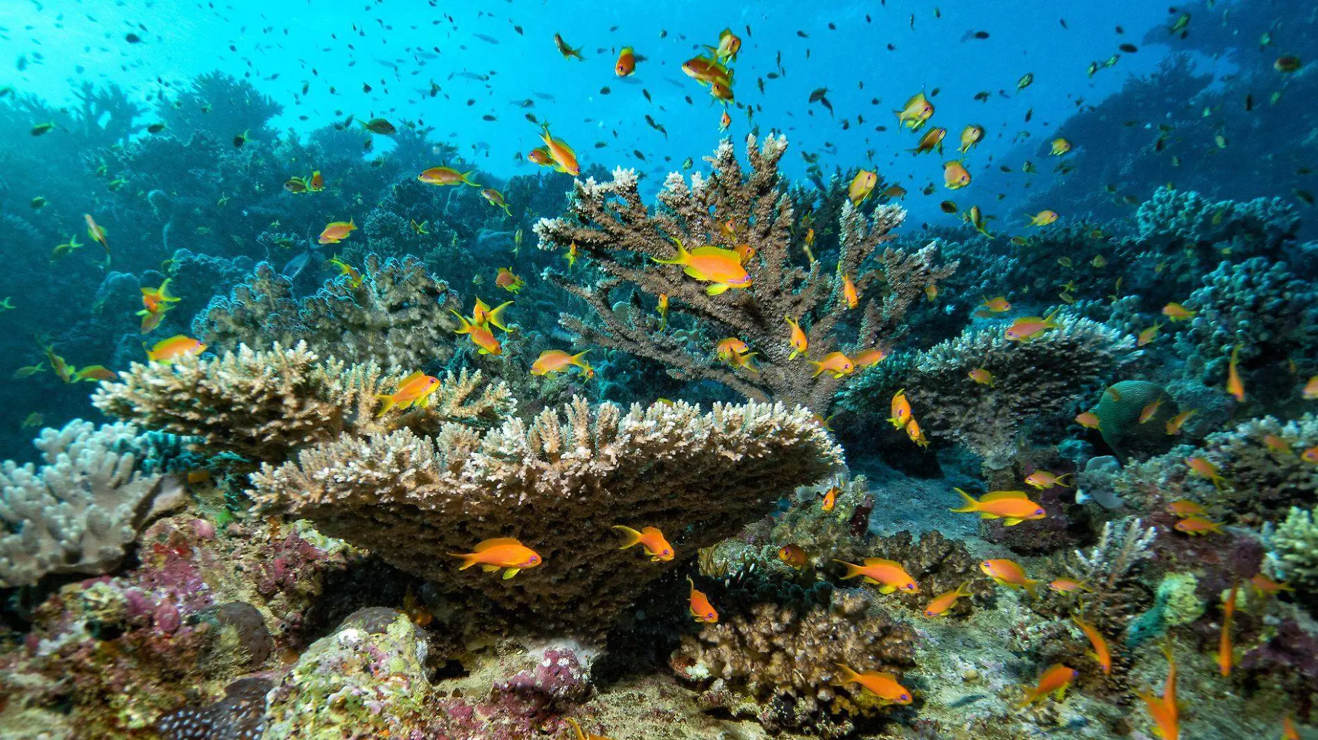 corales-y-ecosistemas-marinos-protegidos