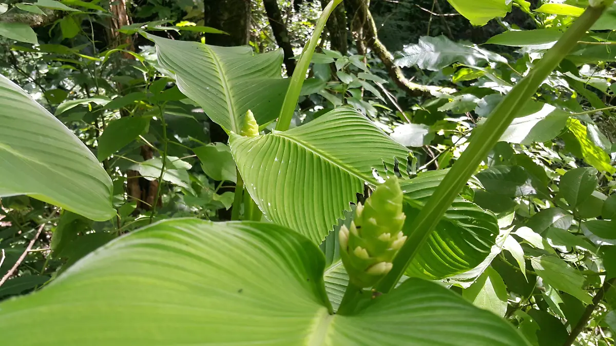 Calathea_macrosepala_K._Schum