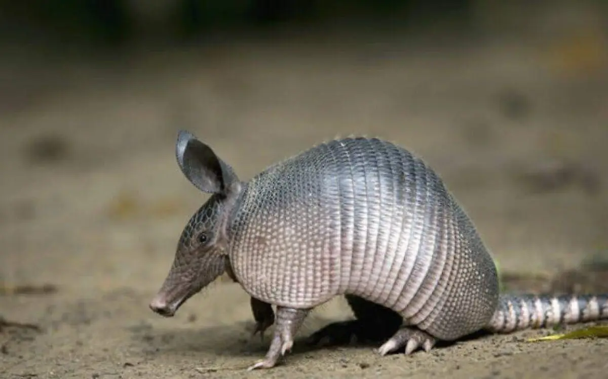 armadillo10-15-58--1024x576