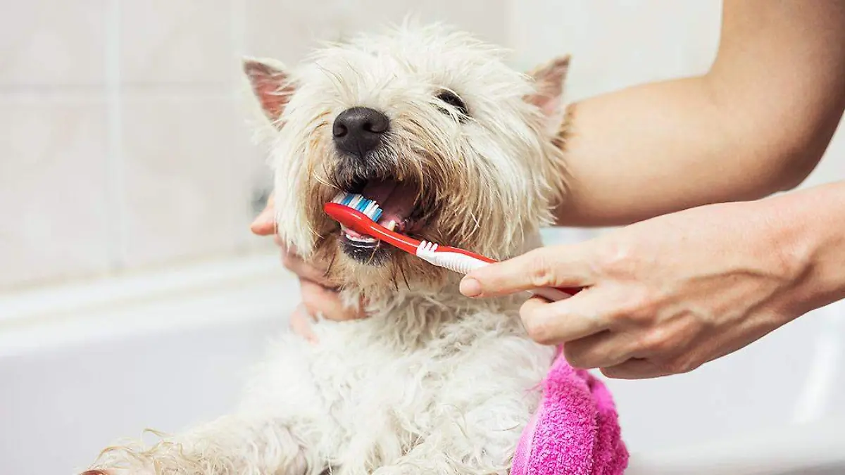 como-cepillar-los-dientes-a-un-perro