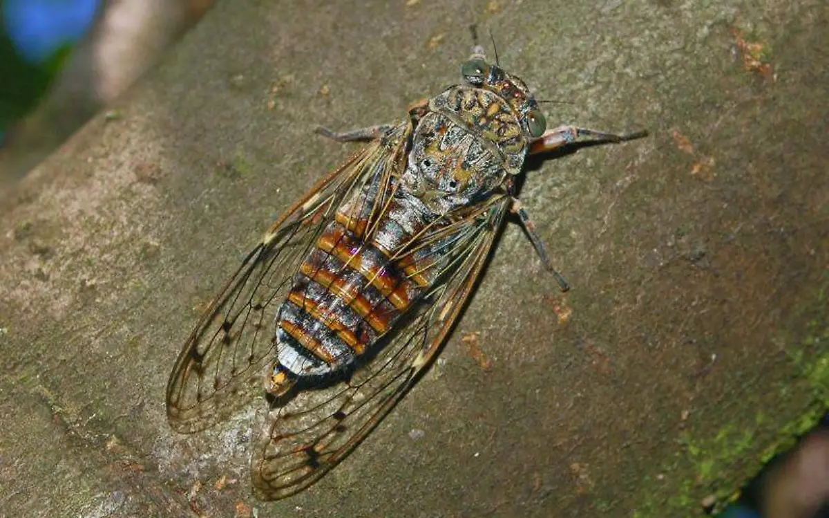 Cicadidae_-_Cicada_orni-3