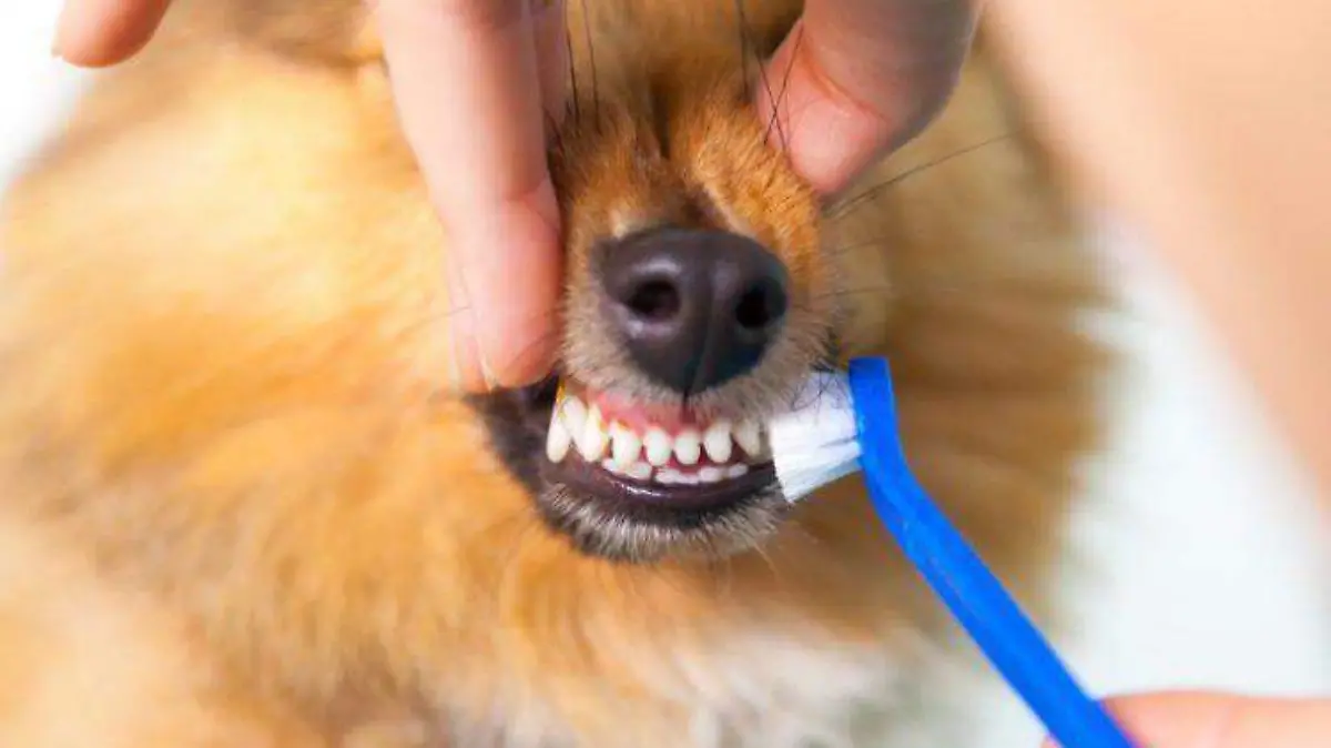 perrito