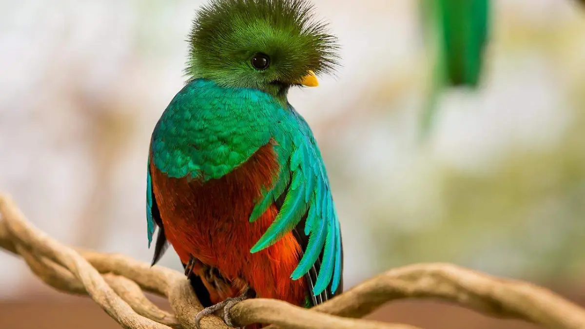 quetzal_1