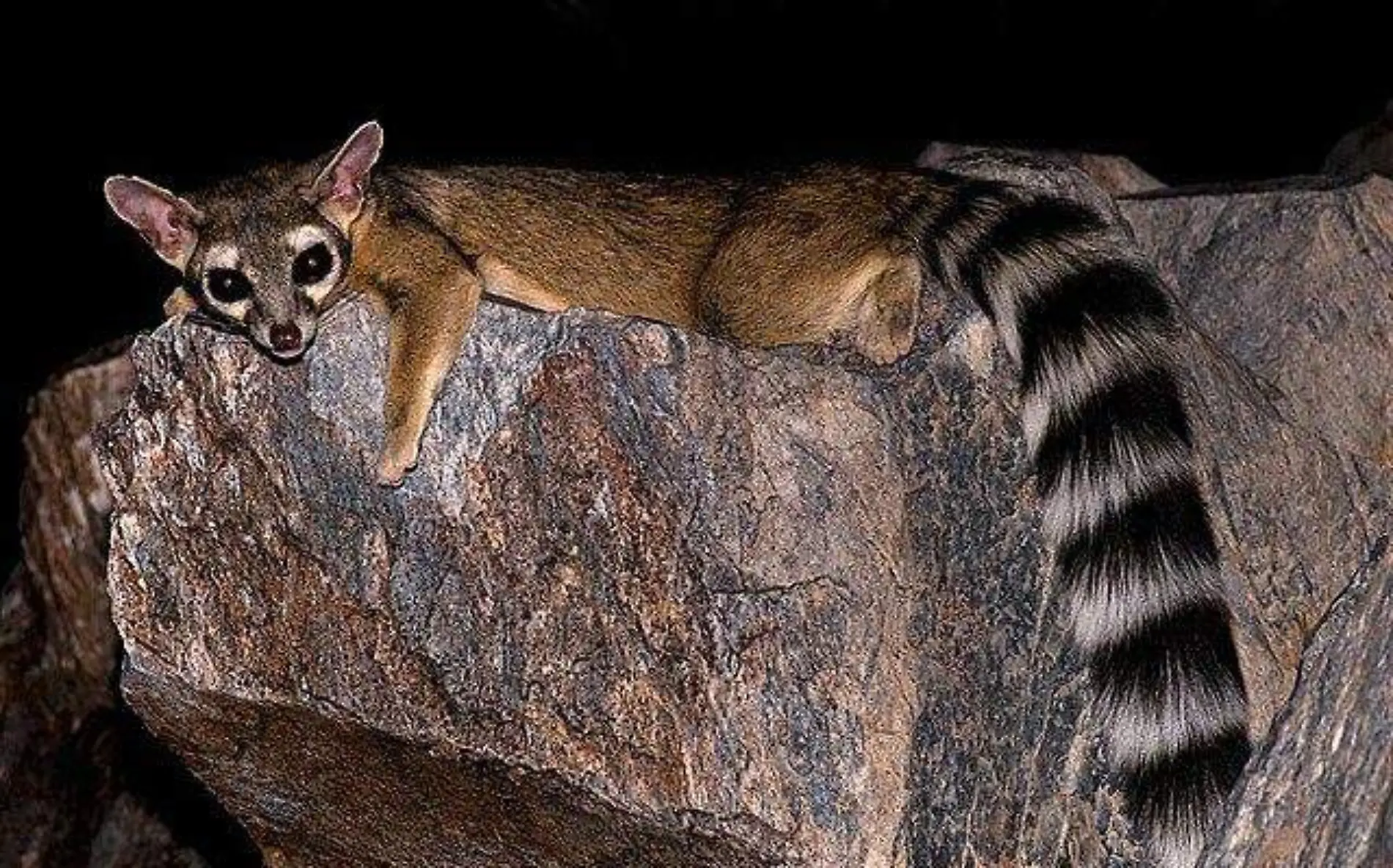 Squaw-ringtail-28073