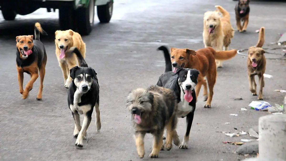 Perritos