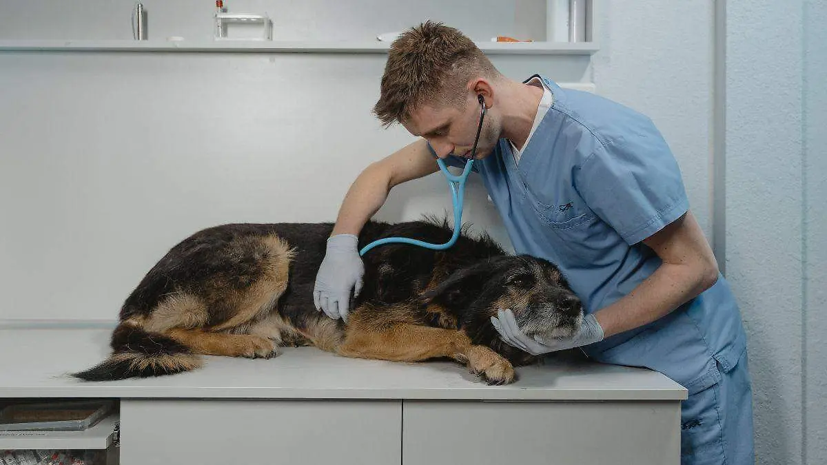 ¿Cuanto-gana-un-veterinario-en-Mexico_