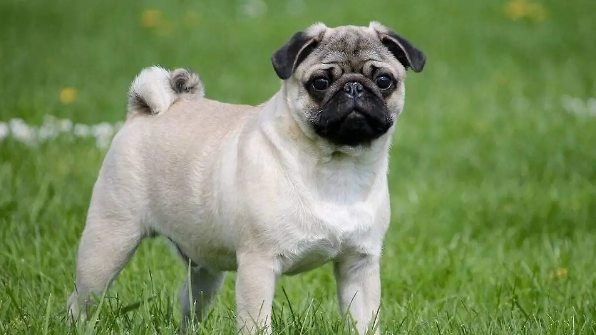 Pug2