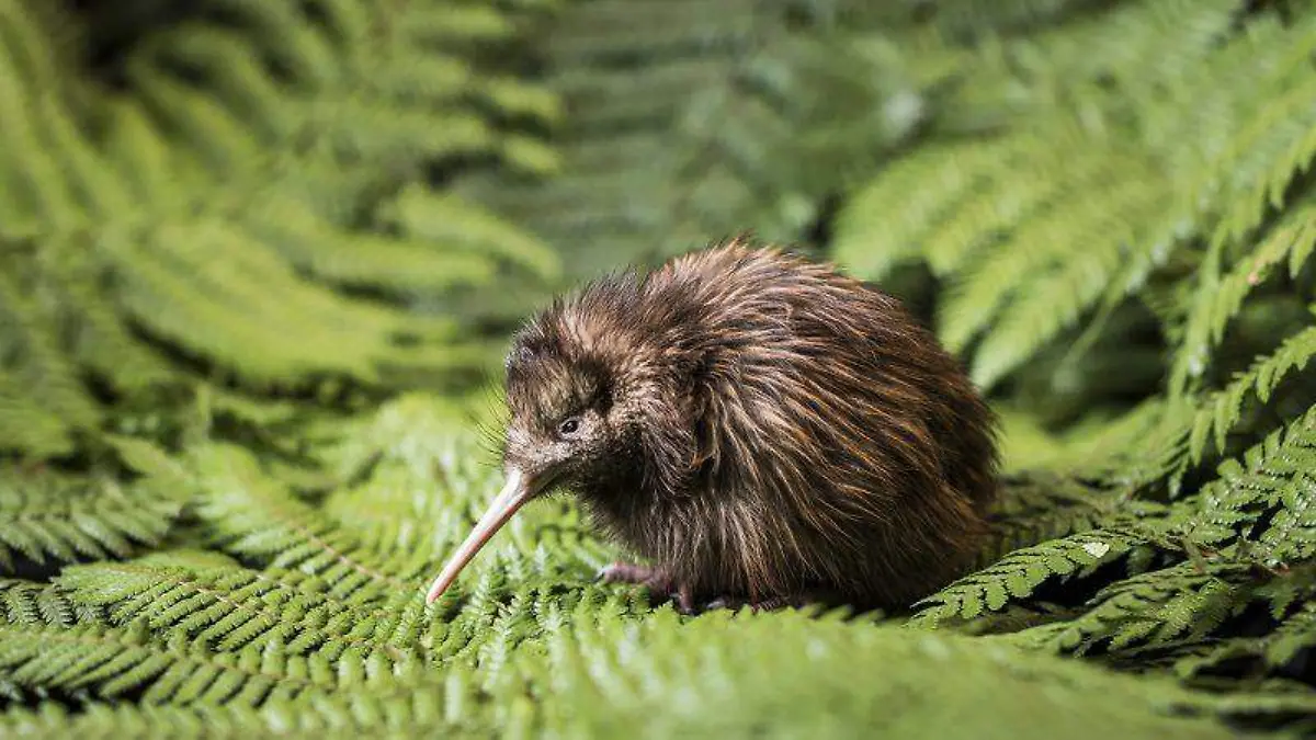 kiwi-pajaro-nueva-zelanda-864x450