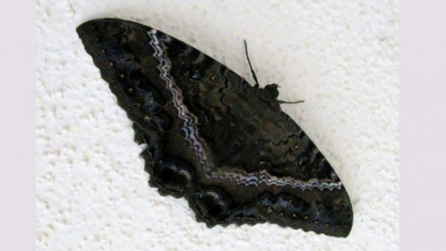 mariposa-negra-maldita-770x385