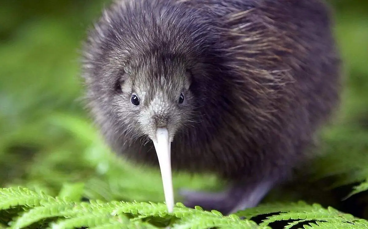kiwi