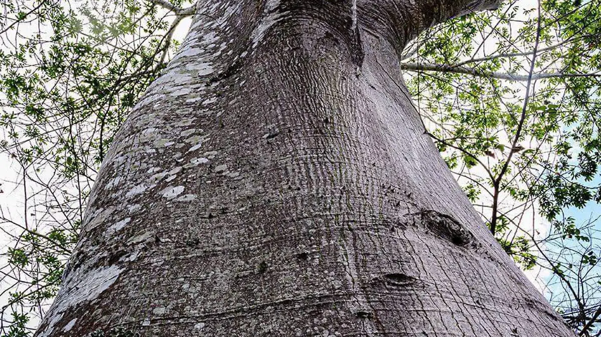 ceiba