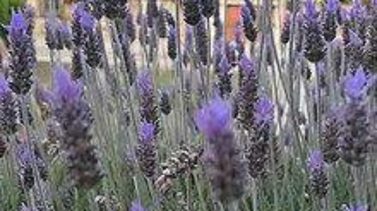 Lavanda00